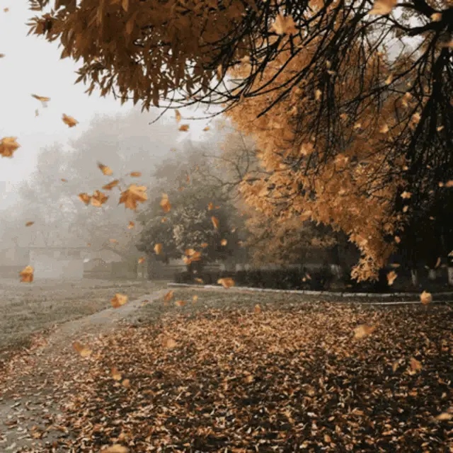 Falling leaves moving image