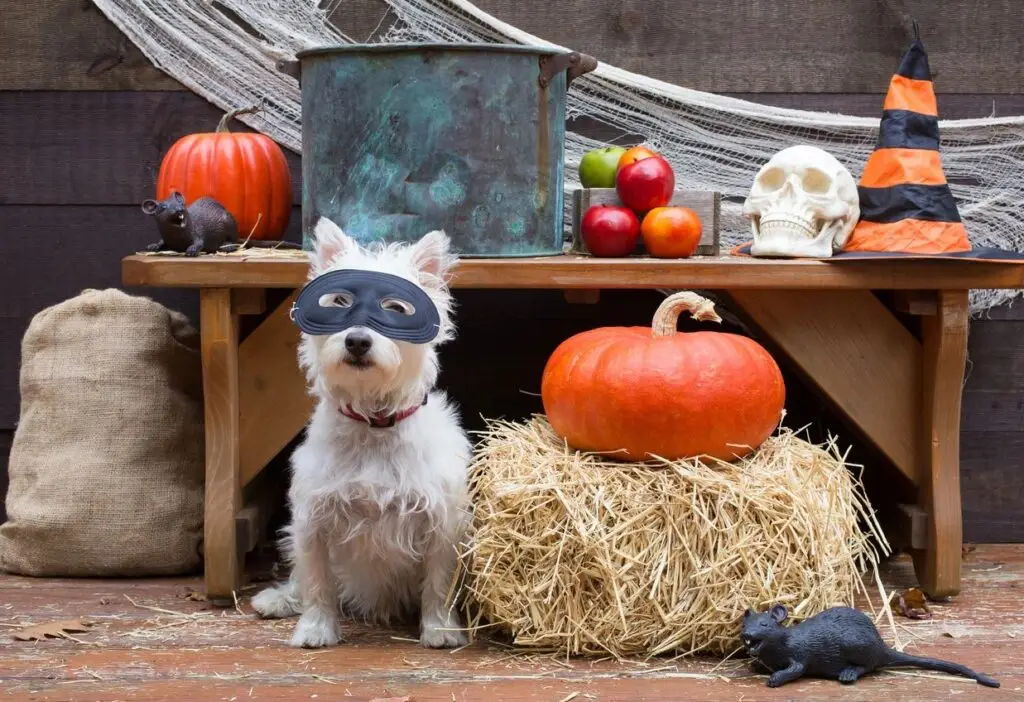 White dog wearing a black mask sitting next to a pumpkin